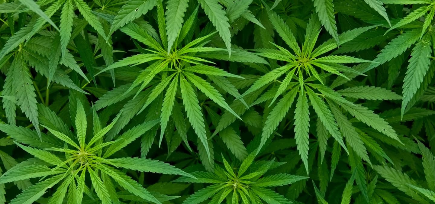 Illustration for the section "What the brand says about growing hemp in the United States" from Crops and Soils - University of Wisconsin–Madison